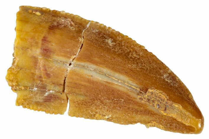 Serrated, Raptor Tooth - Real Dinosaur Tooth #273521